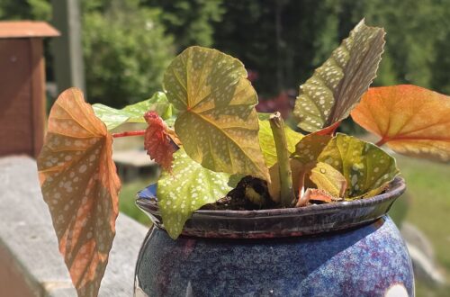 Ceramic self watering plant pot for plants.