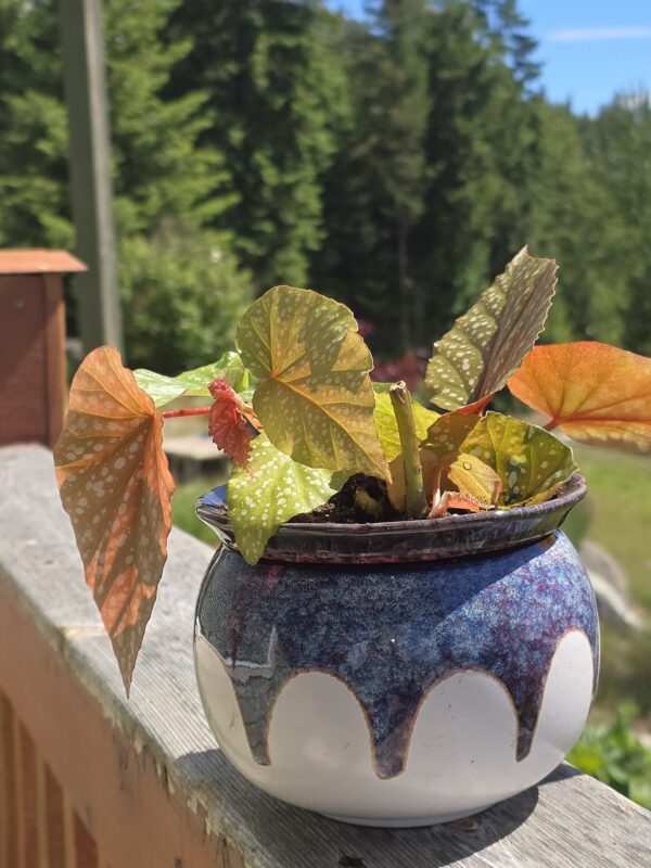 Ceramic self watering plant pot for plants. indoor gardening
