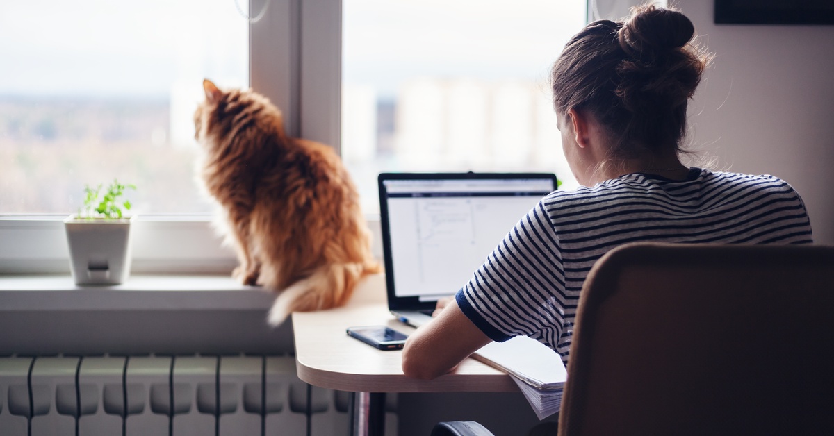 A person working with a laptop at a small desk in their home office. A cat looks out of a nearby window.