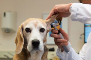 Vet looking in the ears of a dog. Buying pet medicine on line