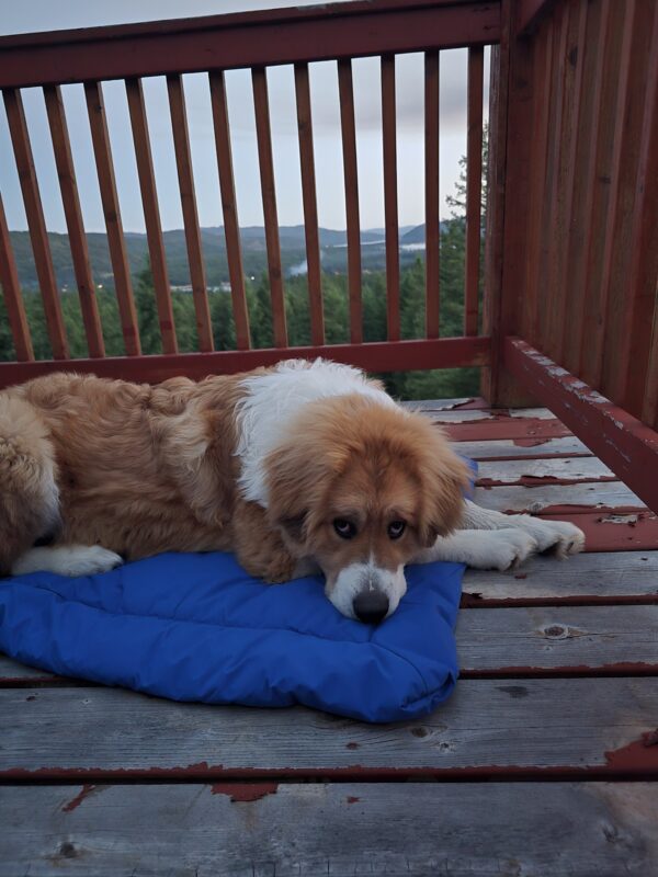Walter the Great Pyrenees/Bernese Mountain Dog mix on this blue camping mat