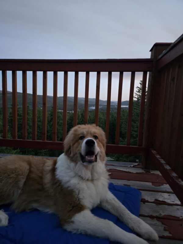 Walter the Great Pyrenees/Bernese Mountain Dog mix on this blue camping mat