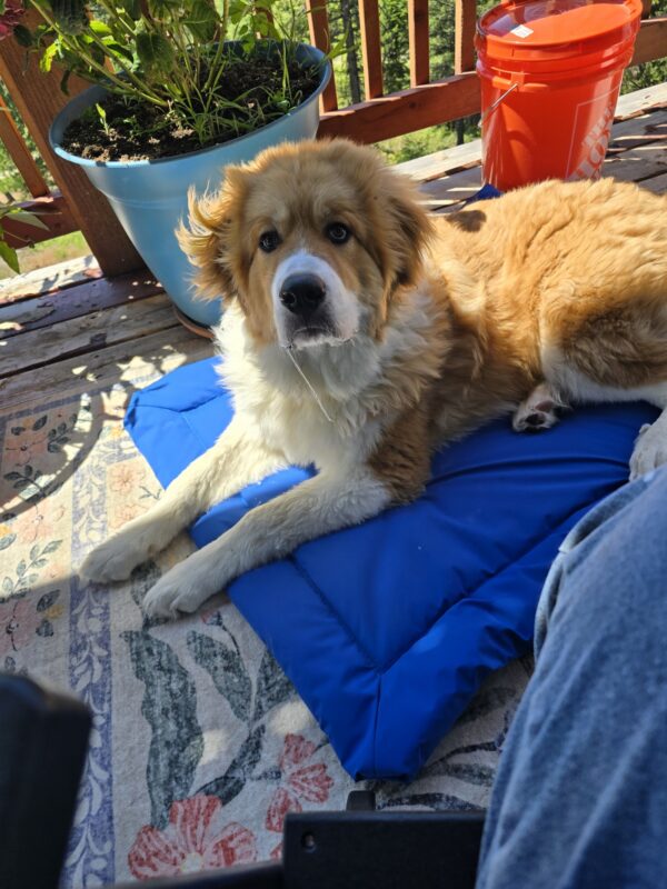 Walter the Great Pyrenees/Bernese Mountain Dog mix on this blue camping mat