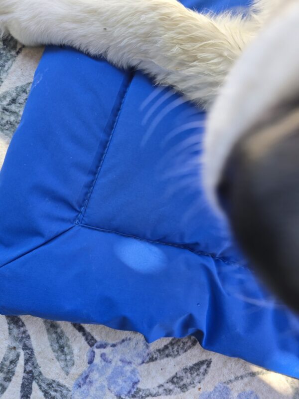 Walter the Great Pyrenees/Bernese Mountain Dog mix on this blue camping mat
