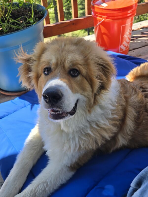 Walter the Great Pyrenees/Bernese Mountain Dog mix on this blue camping mat
