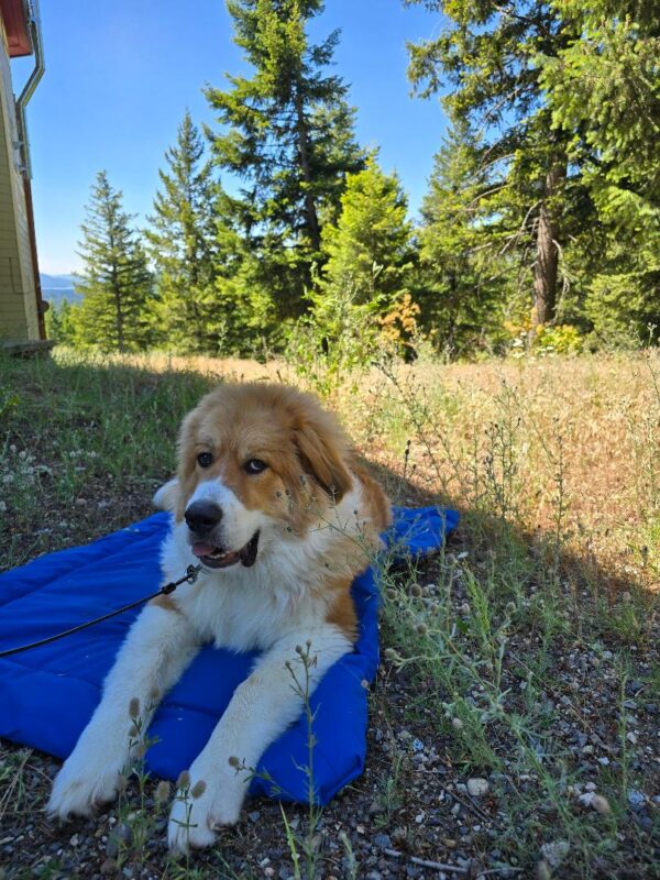 Walter the Great Pyrenees/Bernese Mountain Dog mix on this blue camping mat