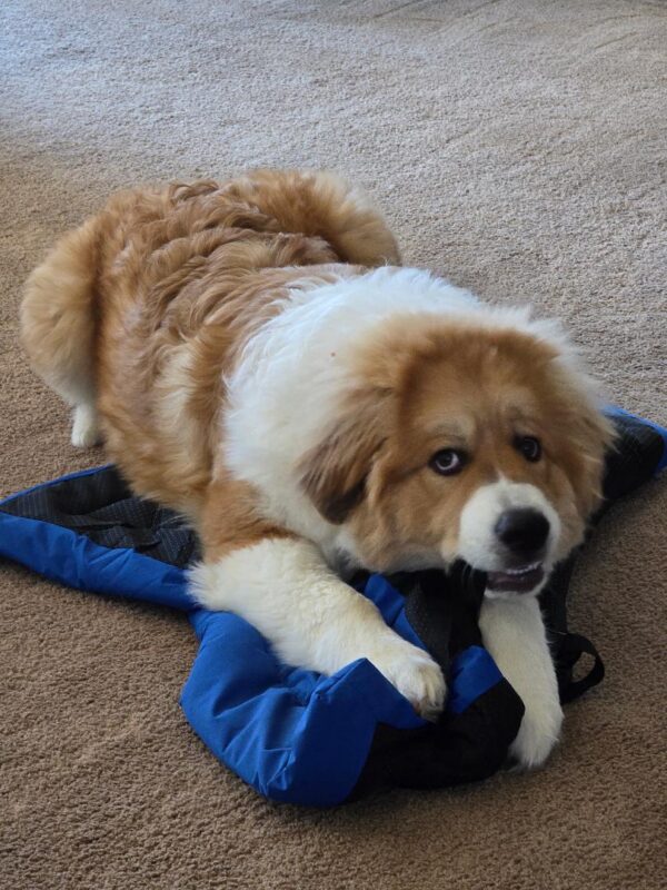 Walter the Great Pyrenees/Bernese Mountain Dog mix on this blue camping mat