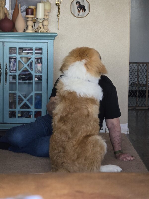 Walter at 6 months. 90 pound great pyrenees/Bernese mountain dog mix. Giveaway post 