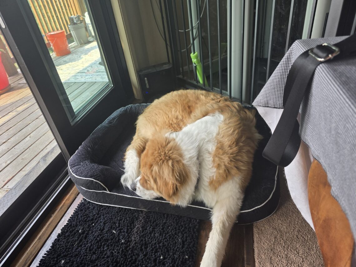 Walter’s Puppy Survival Guide: The Right Bed Makes All The Difference