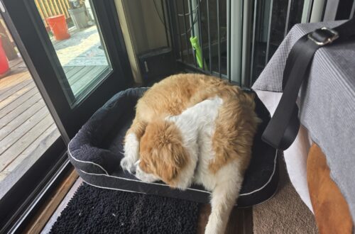 Walter’s Puppy Survival Guide: The Right Bed Makes All The Difference