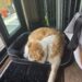 Walter’s Puppy Survival Guide: The Right Bed Makes All The Difference
