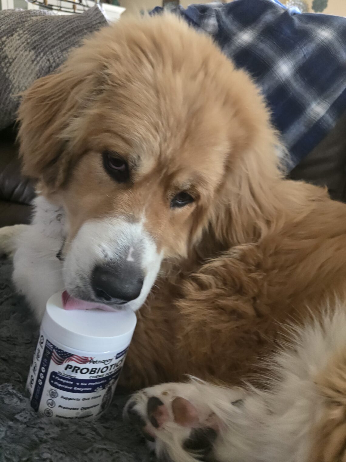 Walter the Bernie/Great Pyrenees puppy and petnanny probiotics
