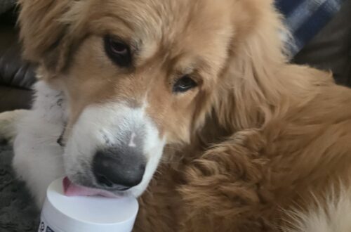 Walter the Bernie/Great Pyrenees puppy and petnanny probiotics