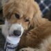 Walter the Bernie/Great Pyrenees puppy and petnanny probiotics