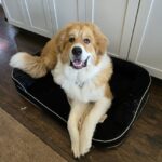 Must Do for Your Dog. Walter on his bed