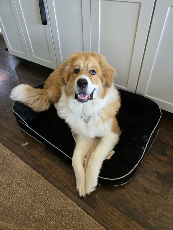 Walter’s Puppy Survival Guide: The Right Bed Makes All The Difference