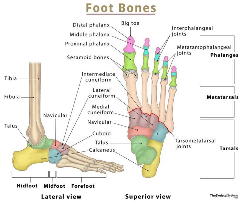 Foot bones infographichttps://www.theskeletalsystem.net/foot-bones