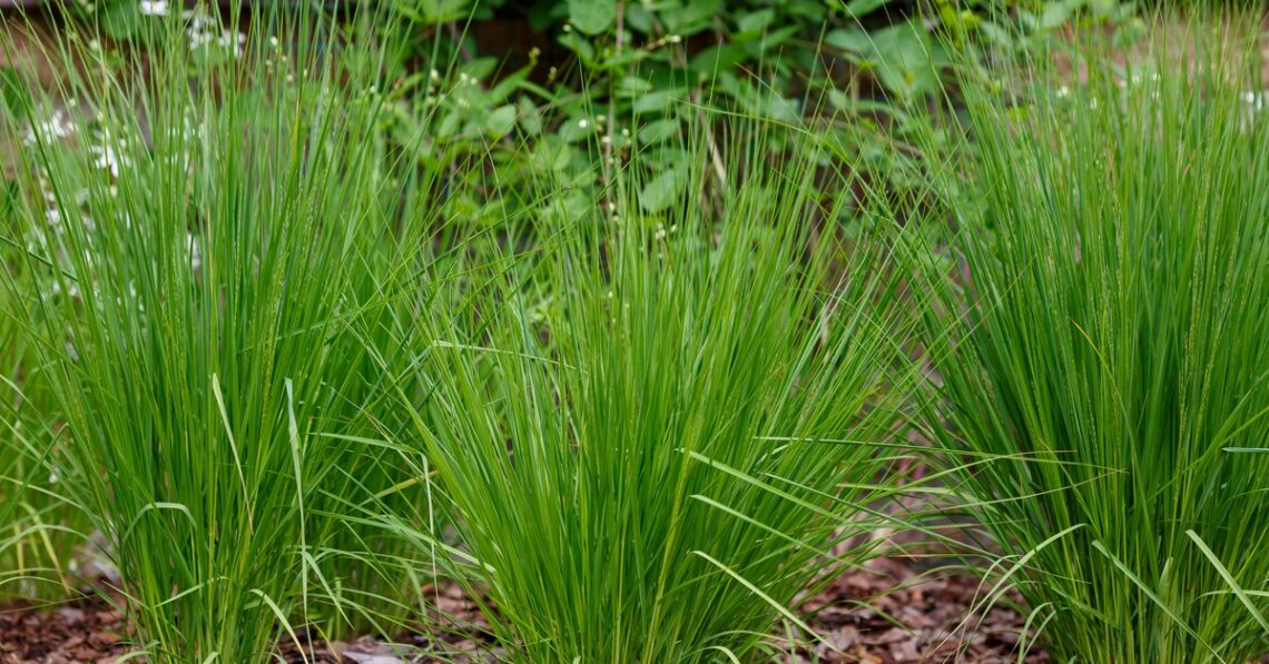 Three different clumps of ornamental grass are planted in front of a bush. Red mulch surrounds the grass.
