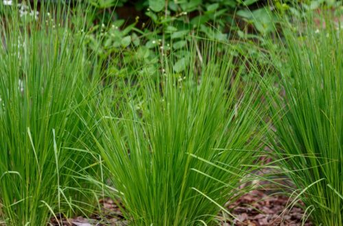 Three different clumps of ornamental grass are planted in front of a bush. Red mulch surrounds the grass.