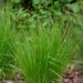 Three different clumps of ornamental grass are planted in front of a bush. Red mulch surrounds the grass.
