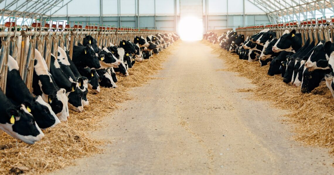 Two massive rows of cows inside feeding stalls in a dairy barn. The cows all eat feed off the floor.