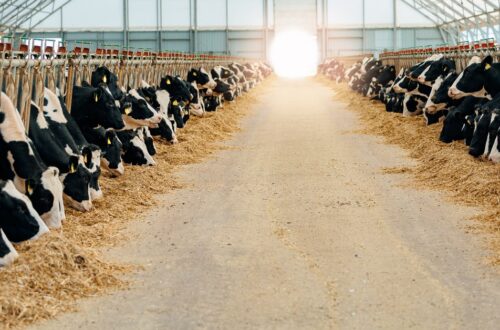 Two massive rows of cows inside feeding stalls in a dairy barn. The cows all eat feed off the floor.