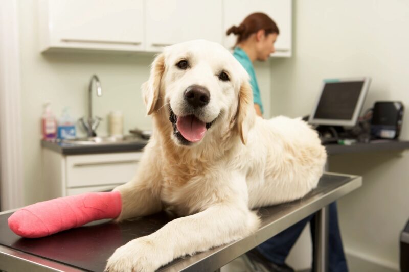Golden lab at the vets office Effective Communication with Your Vet