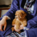 Image Credit: Unsplash Costs of Pet Ownership