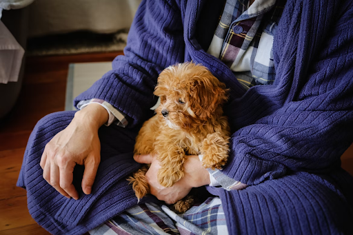 Image Credit: Unsplash Costs of Pet Ownership