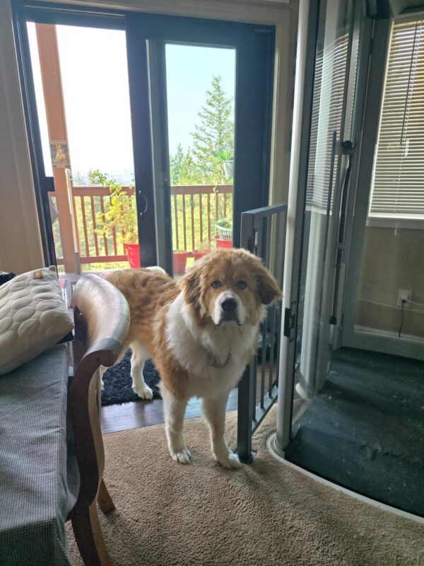 Walter the resident expert on everything puppy! Even my $50 Your Way Giveaway September 2026